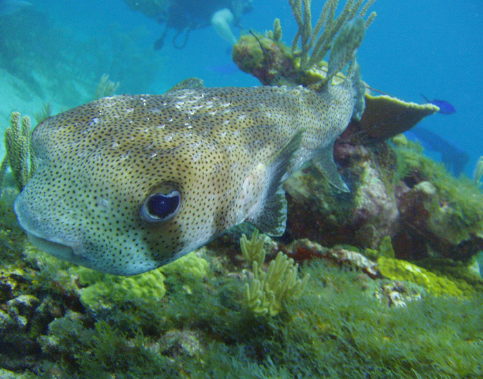 Arrecifes de Cozumel